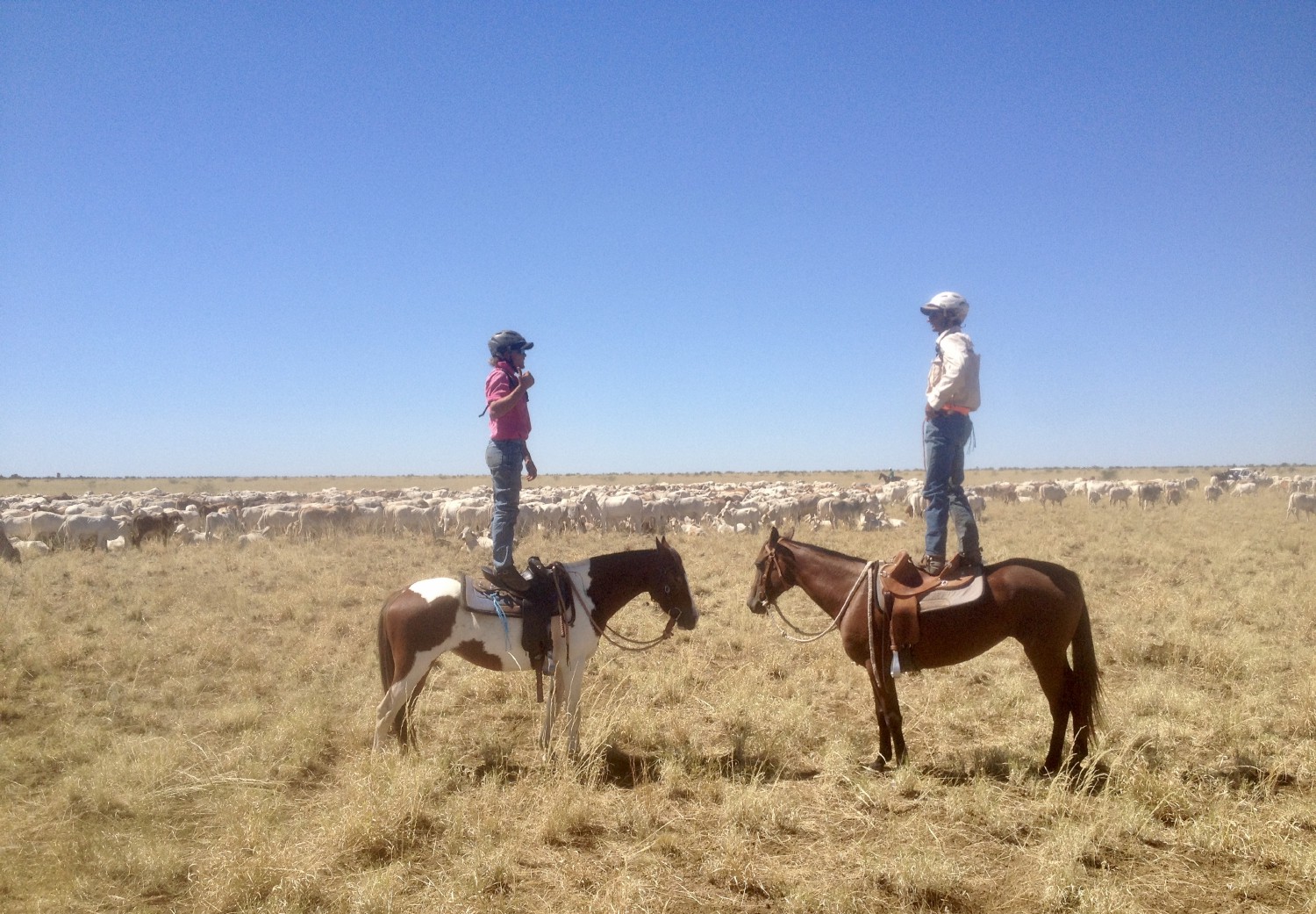 Miro and a friend standing on their horses during a cattle muster in northern Australia